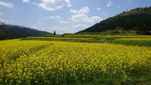 菜の花畑